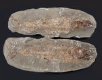 １億年前の古代魚を内包した典型的な美しいノジュール化石