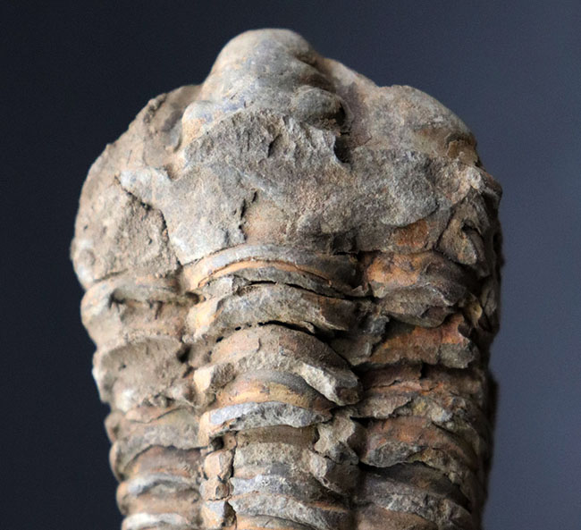 古生代オルドビス紀を代表する、芋虫型の三葉虫、モロッコ産ディアカリメネ・ウーズレグイ（Diacalymene ouzregui）の化石（その2）