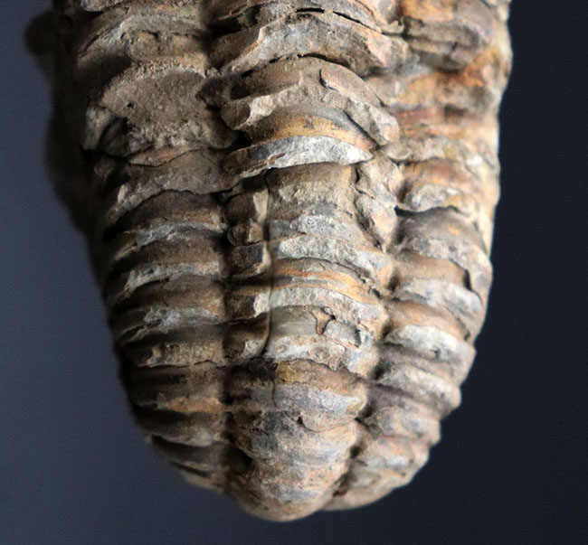 古生代オルドビス紀を代表する、芋虫型の三葉虫、モロッコ産ディアカリメネ・ウーズレグイ（Diacalymene ouzregui）の化石（その3）