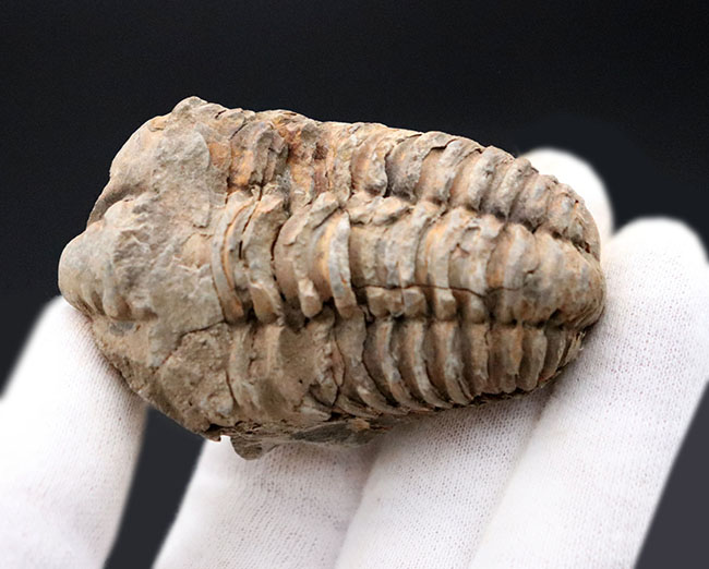 古生代オルドビス紀を代表する、芋虫型の三葉虫、モロッコ産ディアカリメネ・ウーズレグイ（Diacalymene ouzregui）の化石（その4）