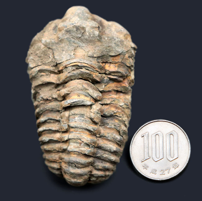古生代オルドビス紀を代表する、芋虫型の三葉虫、モロッコ産ディアカリメネ・ウーズレグイ（Diacalymene ouzregui）の化石（その7）