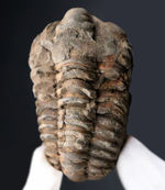古生代オルドビス紀を代表する、芋虫型の三葉虫、モロッコ産ディアカリメネ・ウーズレグイ（Diacalymene ouzregui）の化石