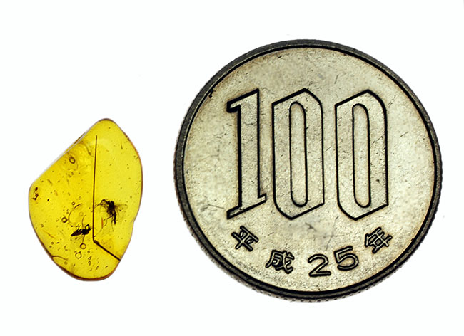 バルト海周辺産、二匹の虫入りアンバー。専用ケース付き。(その9)