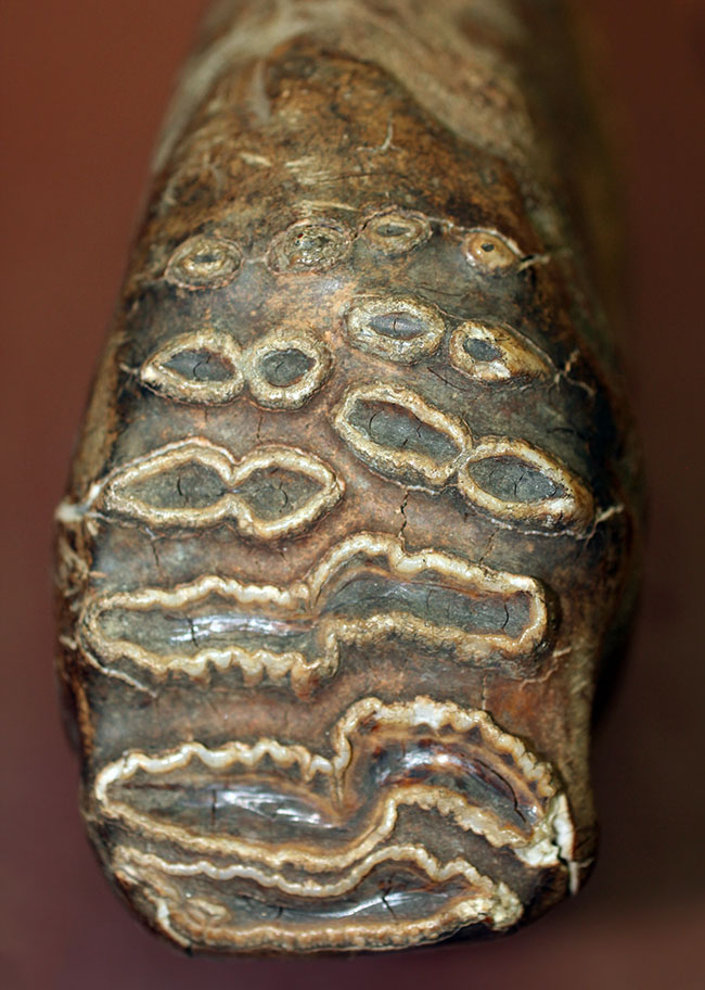 オランダ産ケナガマンモス（Mammuthus primigenius）の臼歯の化石（その1）