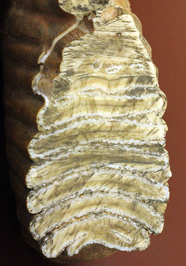 オランダ産ケナガマンモス（Mammuthus primigenius）の臼歯の化石（その10）