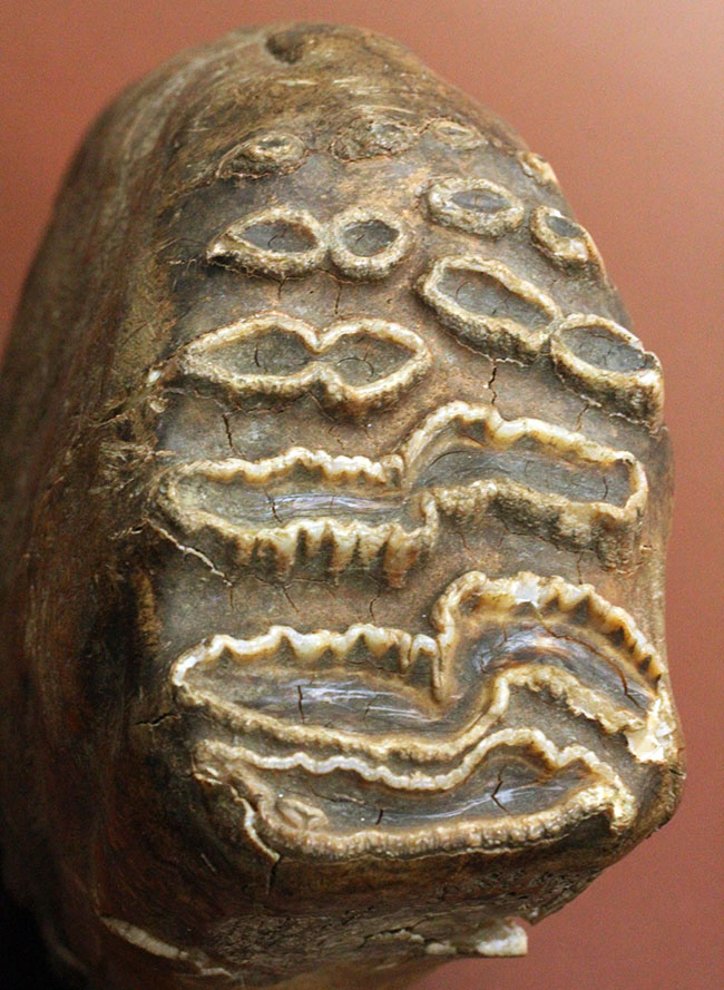 オランダ産ケナガマンモス（Mammuthus primigenius）の臼歯の化石（その11）