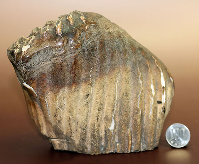 オランダ産ケナガマンモス（Mammuthus primigenius）の臼歯の化石（その12）