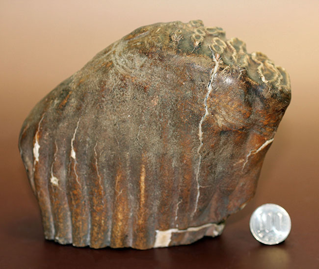 オランダ産ケナガマンモス（Mammuthus primigenius）の臼歯の化石（その13）