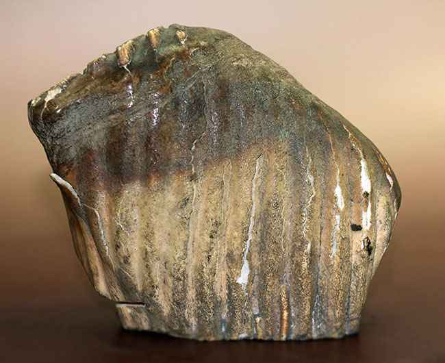オランダ産ケナガマンモス（Mammuthus primigenius）の臼歯の化石（その2）