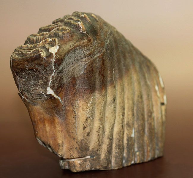 オランダ産ケナガマンモス（Mammuthus primigenius）の臼歯の化石（その3）