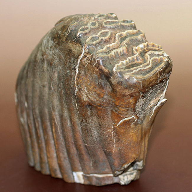 オランダ産ケナガマンモス（Mammuthus primigenius）の臼歯の化石（その4）