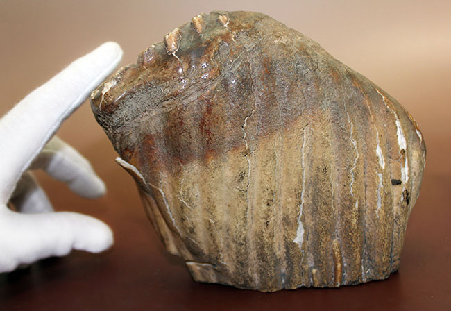 オランダ産ケナガマンモス（Mammuthus primigenius）の臼歯の化石（その5）