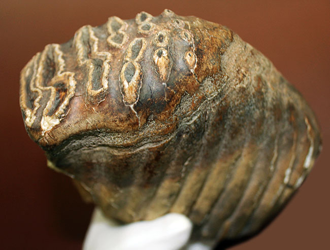 オランダ産ケナガマンモス（Mammuthus primigenius）の臼歯の化石（その6）