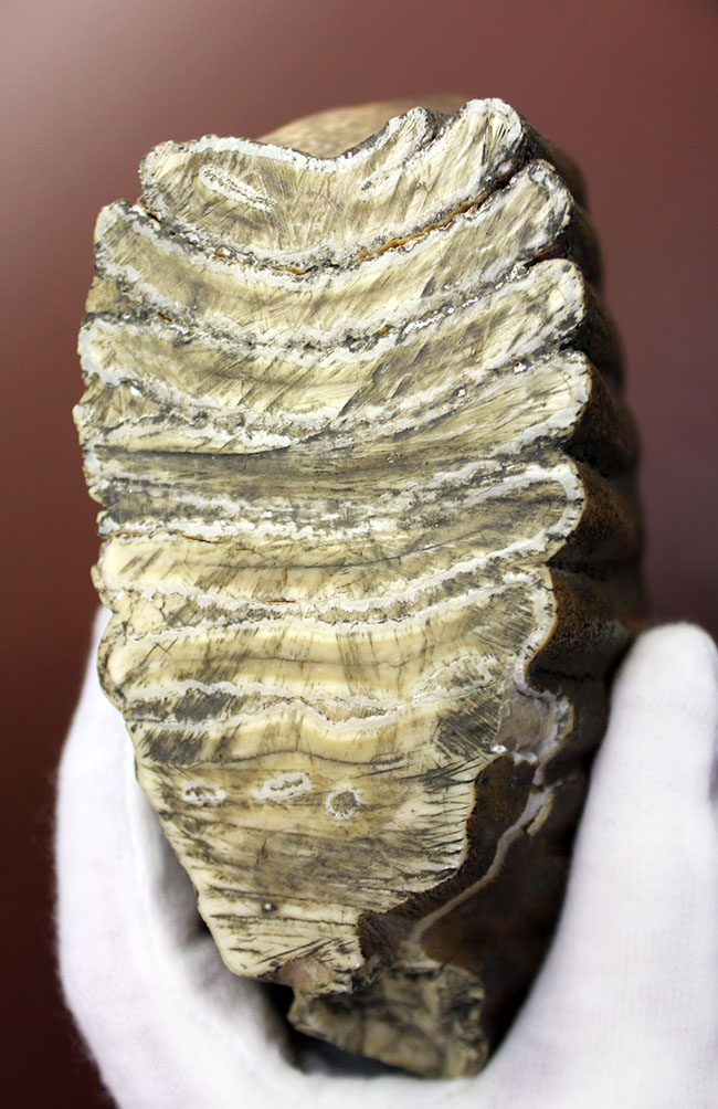 オランダ産ケナガマンモス（Mammuthus primigenius）の臼歯の化石（その7）