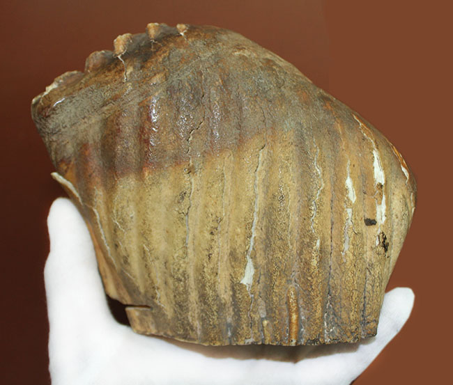 オランダ産ケナガマンモス（Mammuthus primigenius）の臼歯の化石（その8）
