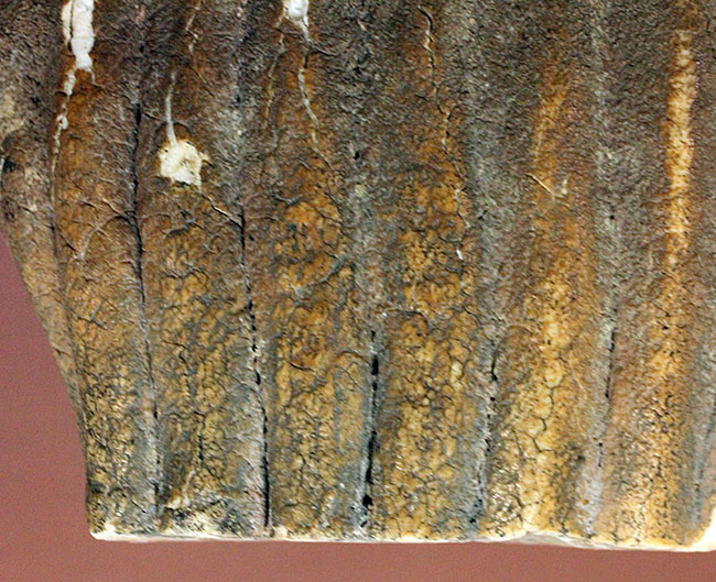 オランダ産ケナガマンモス（Mammuthus primigenius）の臼歯の化石（その9）