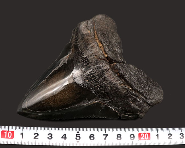 ベリーナチュラル！手で触れると切れそうなほどのすさまじいセレーションが保存された、美しきメガロドン（Carcharocles megalodon）歯化石（その10）