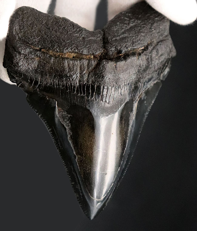 ベリーナチュラル！手で触れると切れそうなほどのすさまじいセレーションが保存された、美しきメガロドン（Carcharocles megalodon）歯化石（その2）
