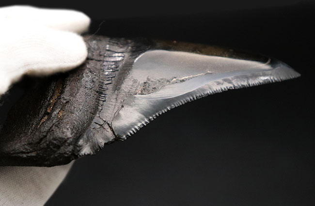 ベリーナチュラル！手で触れると切れそうなほどのすさまじいセレーションが保存された、美しきメガロドン（Carcharocles megalodon）歯化石（その5）