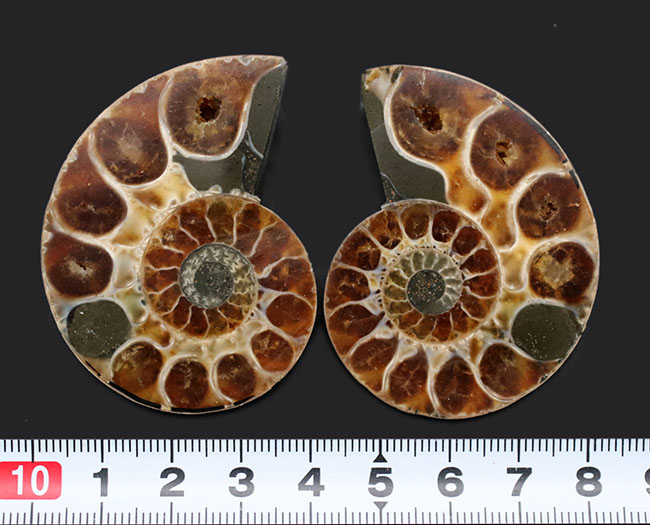 内部の構造丸わかり！ペア！マダガスカル産の珍しいアンモナイト、リトセラス（Lytoceras）のカット＆ポリッシュ標本（その10）
