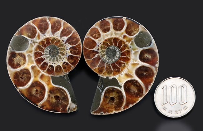 内部の構造丸わかり！ペア！マダガスカル産の珍しいアンモナイト、リトセラス（Lytoceras）のカット＆ポリッシュ標本（その11）