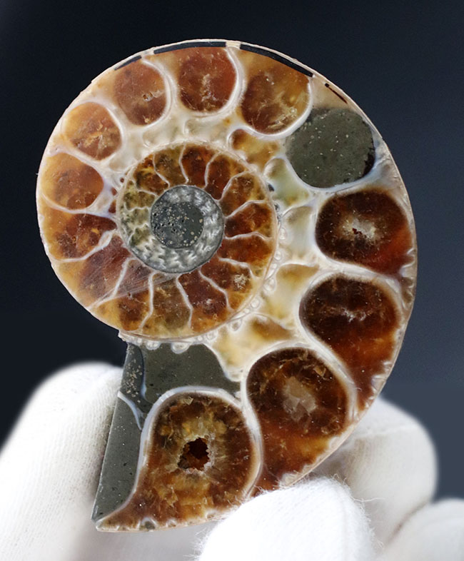 内部の構造丸わかり！ペア！マダガスカル産の珍しいアンモナイト、リトセラス（Lytoceras）のカット＆ポリッシュ標本（その3）