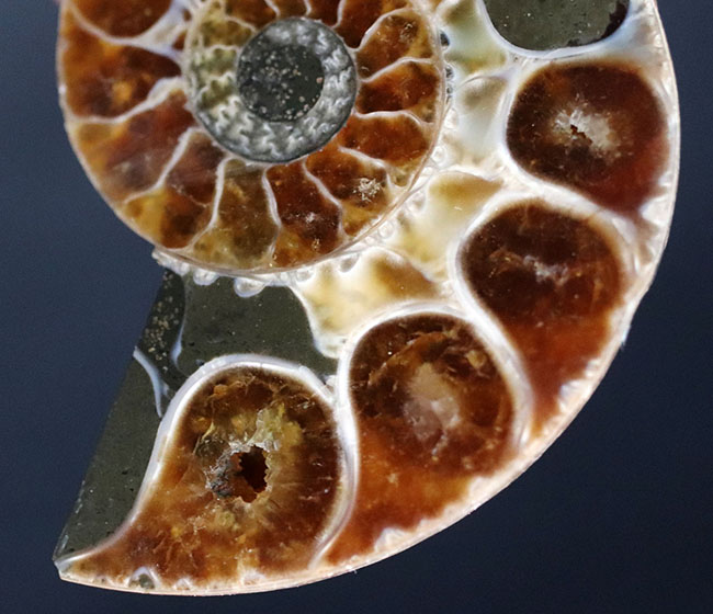 内部の構造丸わかり！ペア！マダガスカル産の珍しいアンモナイト、リトセラス（Lytoceras）のカット＆ポリッシュ標本（その4）