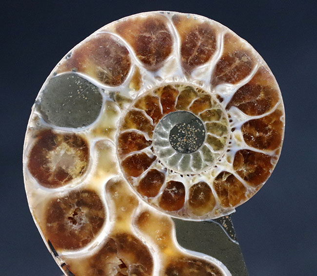 内部の構造丸わかり！ペア！マダガスカル産の珍しいアンモナイト、リトセラス（Lytoceras）のカット＆ポリッシュ標本（その6）