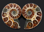 内部の構造丸わかり！ペア！マダガスカル産の珍しいアンモナイト、リトセラス（Lytoceras）のカット＆ポリッシュ標本