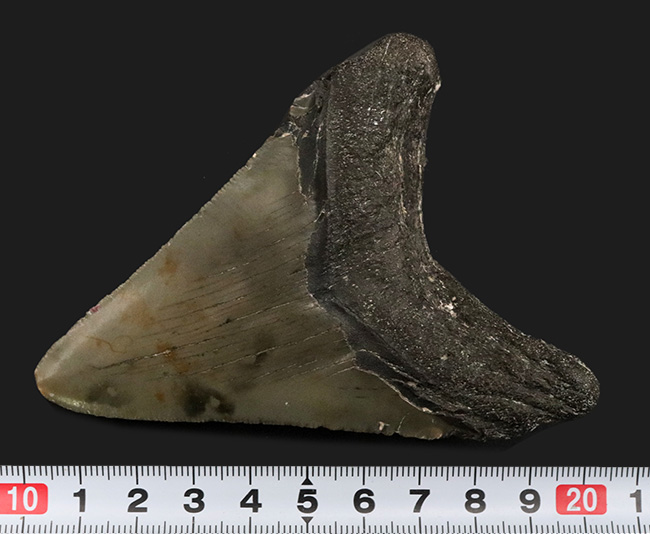 オールナチュラルであることが確認されている、希少なメガロドン(Megalodon)の歯化石(その10)