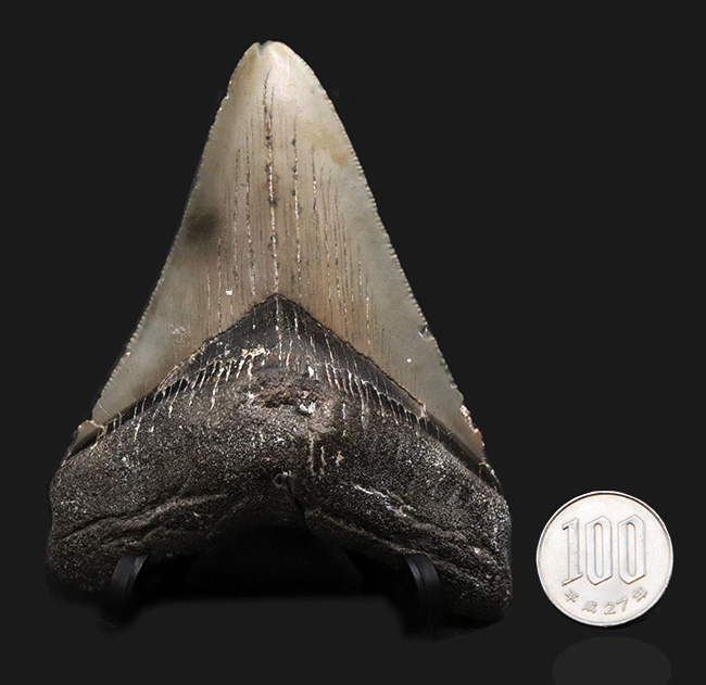 オールナチュラルであることが確認されている、希少なメガロドン(Megalodon)の歯化石(その11)