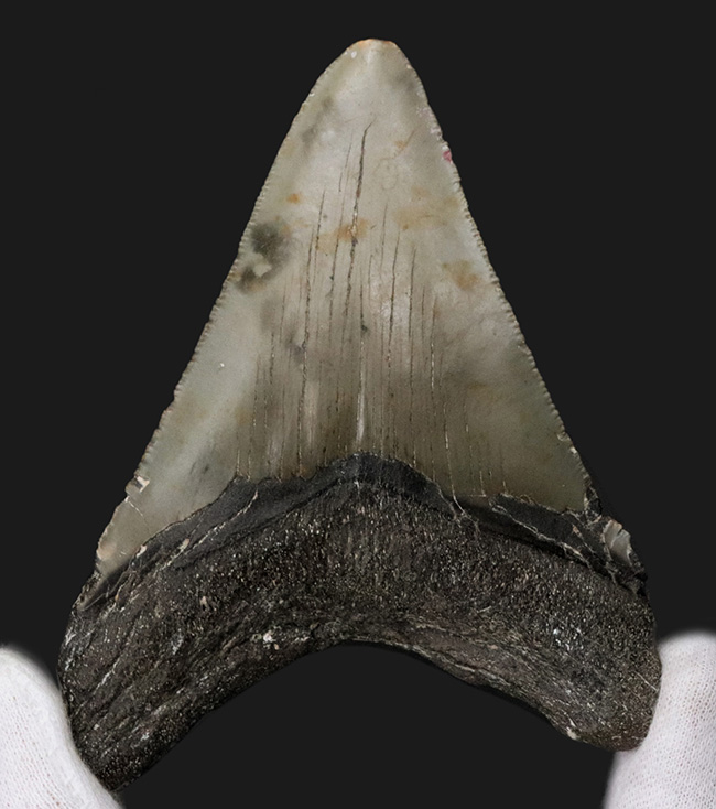 オールナチュラルであることが確認されている、希少なメガロドン(Megalodon)の歯化石(その2)
