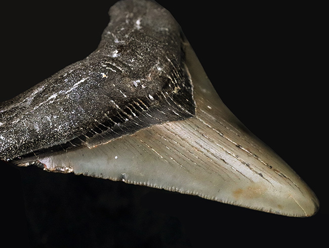 オールナチュラルであることが確認されている、希少なメガロドン(Megalodon)の歯化石(その3)