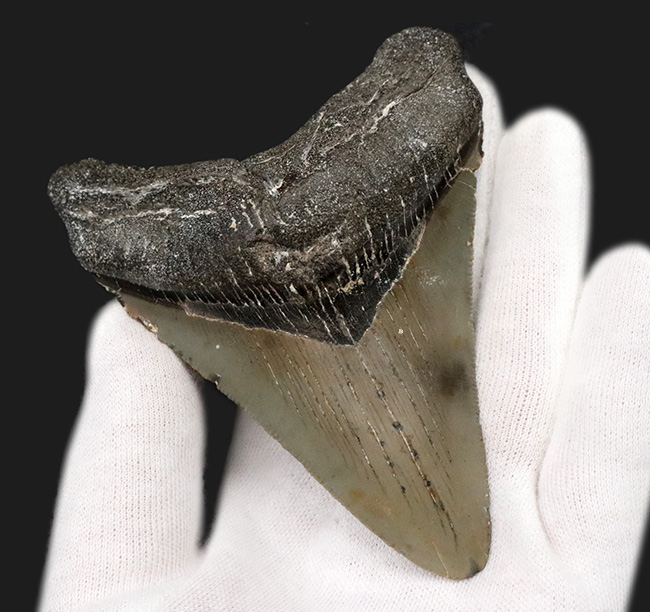オールナチュラルであることが確認されている、希少なメガロドン(Megalodon)の歯化石(その4)