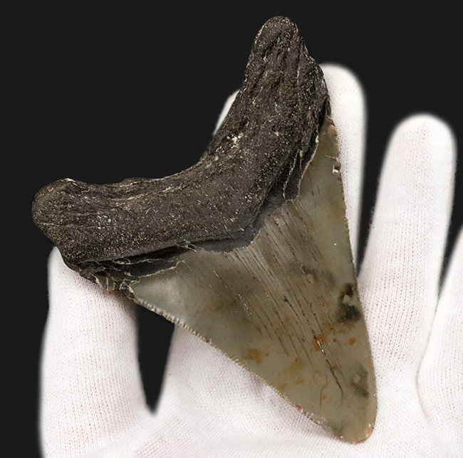 オールナチュラルであることが確認されている、希少なメガロドン(Megalodon)の歯化石(その5)