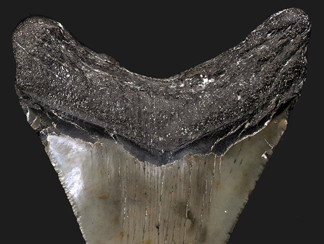 オールナチュラルであることが確認されている、希少なメガロドン(Megalodon)の歯化石(その6)