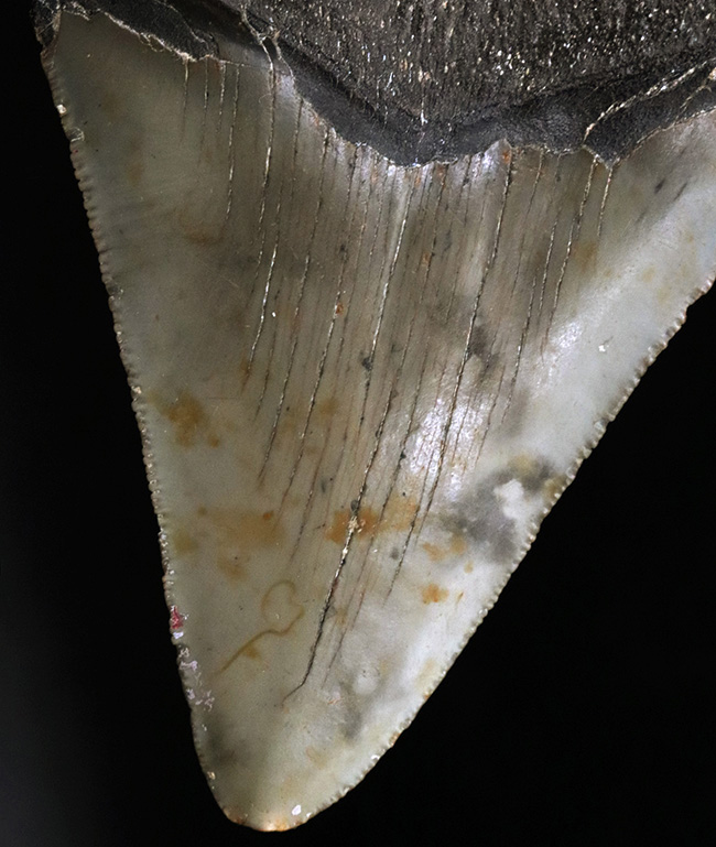 オールナチュラルであることが確認されている、希少なメガロドン(Megalodon)の歯化石(その7)
