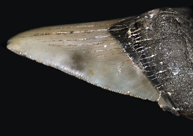 オールナチュラルであることが確認されている、希少なメガロドン(Megalodon)の歯化石(その8)