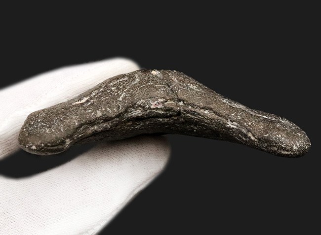 オールナチュラルであることが確認されている、希少なメガロドン(Megalodon)の歯化石(その9)