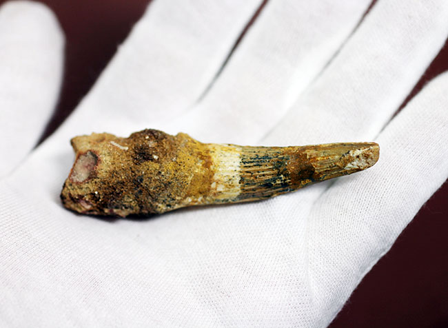 古代に思いを馳せよう！本物の恐竜スピノサウルスの歯化石