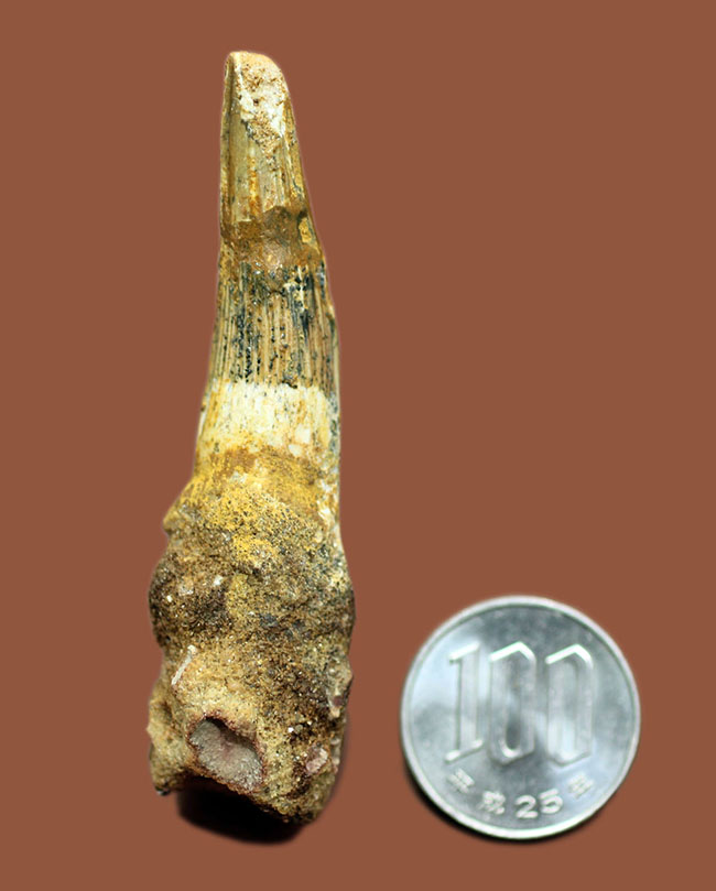 古代に思いを馳せよう！本物の恐竜スピノサウルスの歯化石