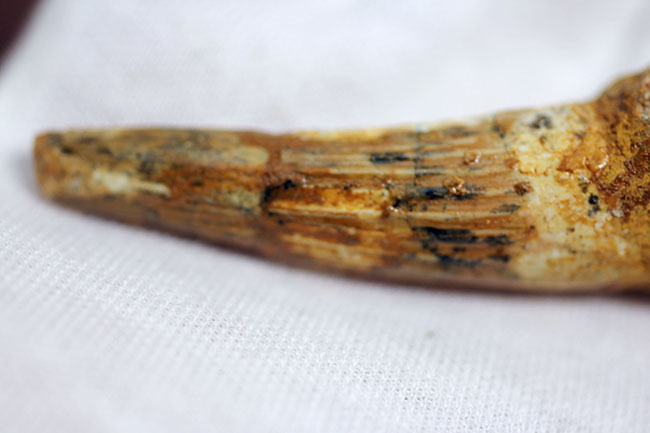 古代に思いを馳せよう！本物の恐竜スピノサウルスの歯化石