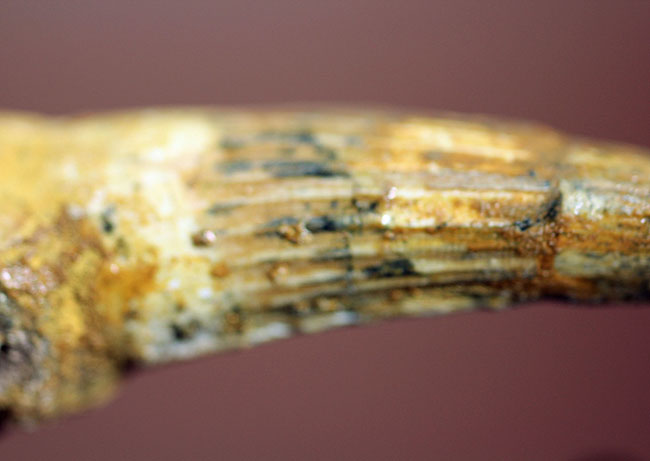 古代に思いを馳せよう！本物の恐竜スピノサウルスの歯化石