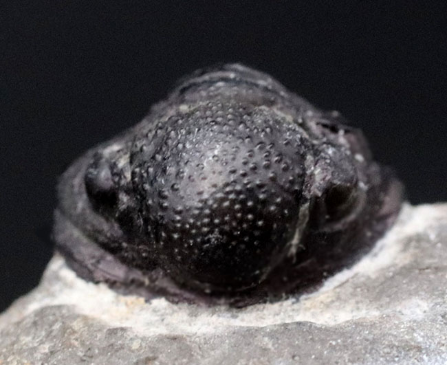 真ん丸の頭鞍部と体躯が特徴的なデボン紀モロッコ産の小型の三葉虫、ゲラストス（Gerastos）の化石（その1）