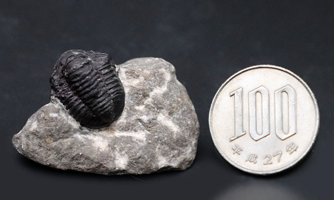 真ん丸の頭鞍部と体躯が特徴的なデボン紀モロッコ産の小型の三葉虫