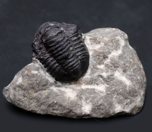 真ん丸の頭鞍部と体躯が特徴的なデボン紀モロッコ産の小型の三葉虫、ゲラストス（Gerastos）の化石（その2）