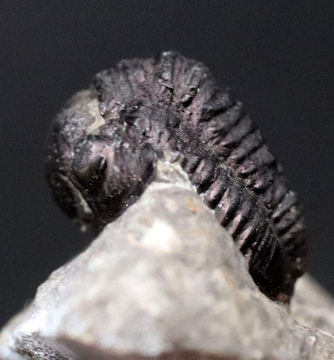 真ん丸の頭鞍部と体躯が特徴的なデボン紀モロッコ産の小型の三葉虫、ゲラストス（Gerastos）の化石（その3）