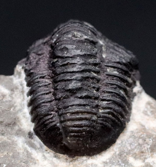 真ん丸の頭鞍部と体躯が特徴的なデボン紀モロッコ産の小型の三葉虫、ゲラストス（Gerastos）の化石（その4）