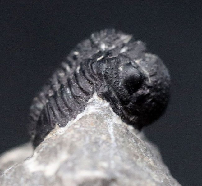 真ん丸の頭鞍部と体躯が特徴的なデボン紀モロッコ産の小型の三葉虫、ゲラストス（Gerastos）の化石（その5）