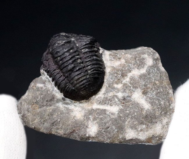 真ん丸の頭鞍部と体躯が特徴的なデボン紀モロッコ産の小型の三葉虫、ゲラストス（Gerastos）の化石（その6）